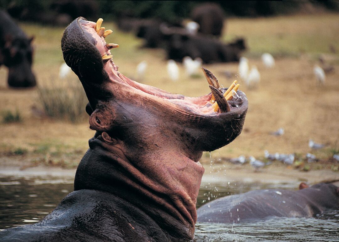 Answer #23: What is a hippopotamus?